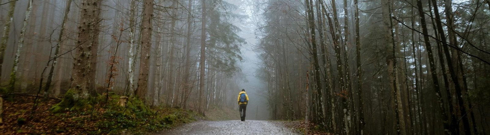 page hero, a person walking in a forest